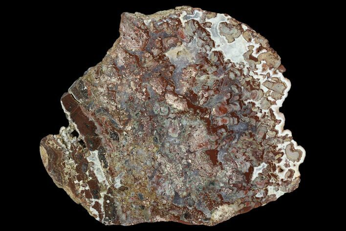 Polished Stromatolite (Mawsonsia) Slab - Million Years #129187